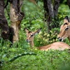 Chobe NP, Impala