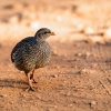 Natal francolin