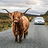 Scottish highland cattle