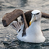 New Zealand, Doubtful Sound, albatrosses