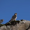 Lanner falcon