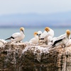 Australasian gannet, Cape Kidnappers