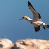 Cape gannet