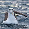 New Zealand, Doubtful Sound, albatrosses