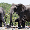 Etosha-Pfanne