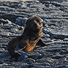 New Zealand, Doubtful Sound, sea lions