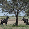 Botswana, Kalahari, CKGR