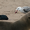 Cape Cross seals