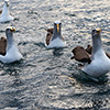 New Zealand, Doubtful Sound, albatrosses