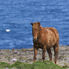 Isländer, Island-Pferde