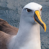 Neuseeland, Doubtful Sound, Albatrosse