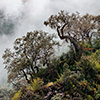 Mardi Himal Trek