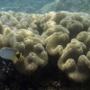 Anak Krakatau, Unterwasser