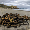 xflo:w Fotokalender 2014, Neuseeland Küsten Tierwelt