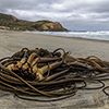 xflo:w photo calendar 2014, New Zealand coast wildlife