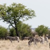 Etosha-Pfanne