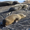 New Zealand, Doubtful Sound, sea lions