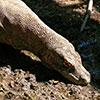 Komodowaran