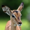 Chobe NP, Impala