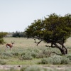 Botswana, Kalahari, CKGR