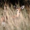 Botswana, Kalahari Transfrontier