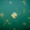 Palau, Jellyfish Lake