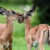 Chobe NP, Impala