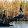 African darter