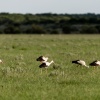 Botswana, Kalahari, CKGR