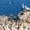 Cape gannet