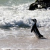 Brillenpinguine Boulders Beach