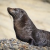 Neuseeland, Abel-Tasman-Nationalpark