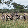 Okavango Delta, Botswana, Zebra