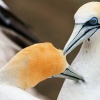 Australasian gannets, Cape Kidnappers