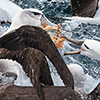 New Zealand, Doubtful Sound, albatrosses