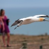 Australasian gannets, Cape Kidnappers