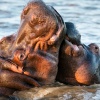 Hippos, St. Lucia