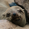 Cape Cross seals