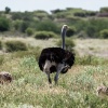 Botswana, Kalahari, CKGR