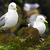 Iceland, Black-legged Kittiwake