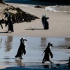 Jackass penguins Boulders Beach