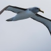 New Zealand, Doubtful Sound, albatrosses