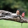 Chobe NP, Bienenfresser