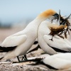 Australasian gannets, Cape Kidnappers