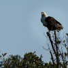 African fish eagle, St. Lucia