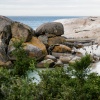 Brillenpinguine Boulders Beach