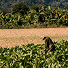 Vinales