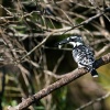 Pied king fisher, St. Lucia