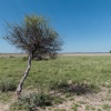 Botswana, Kalahari, CKGR