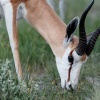 Botswana, Kalahari, CKGR